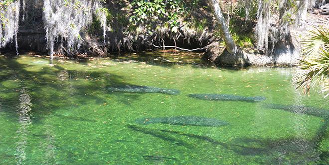 几只海牛懒洋洋地躺在佛罗里达浅绿的泉水下